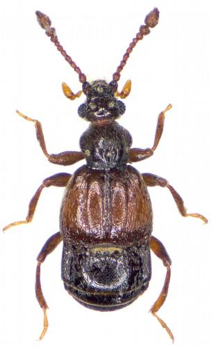 Brachygluta sp.